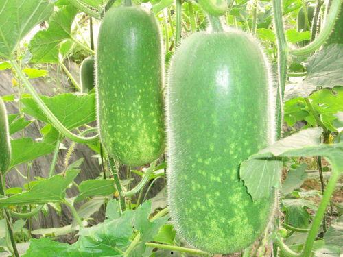 52每日大瓜视频 网红黑料在线,52每日大瓜视频独家爆料